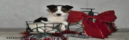Jack Russell Terrier dogs for sale: Jasmine - Ad 3
