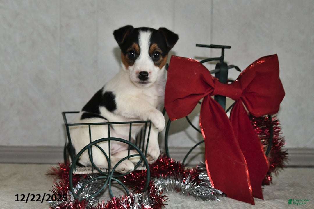 Jack Russell Terrier dogs for sale: Jasmine - Ad 3