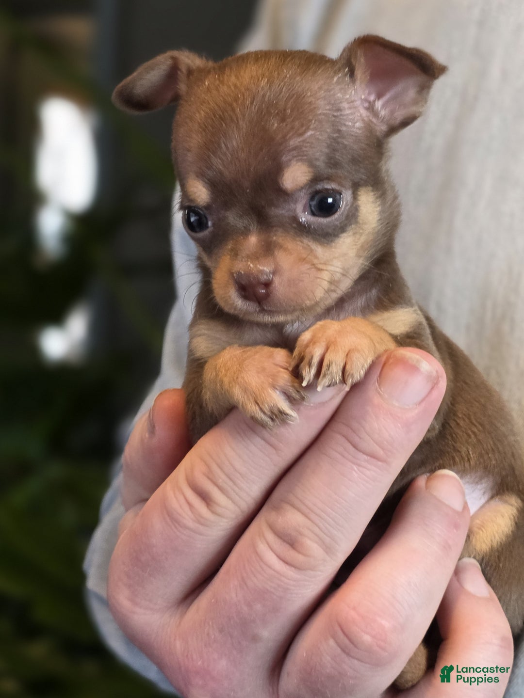 Chihuahua dogs for sale: Dark Choco Nugget - Ad 13
