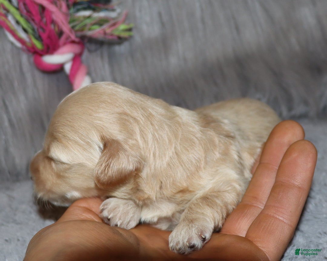 Havapoo dogs for sale: Angie👨‍👨‍👦‍👦💞🐕Miniature - Ad 16