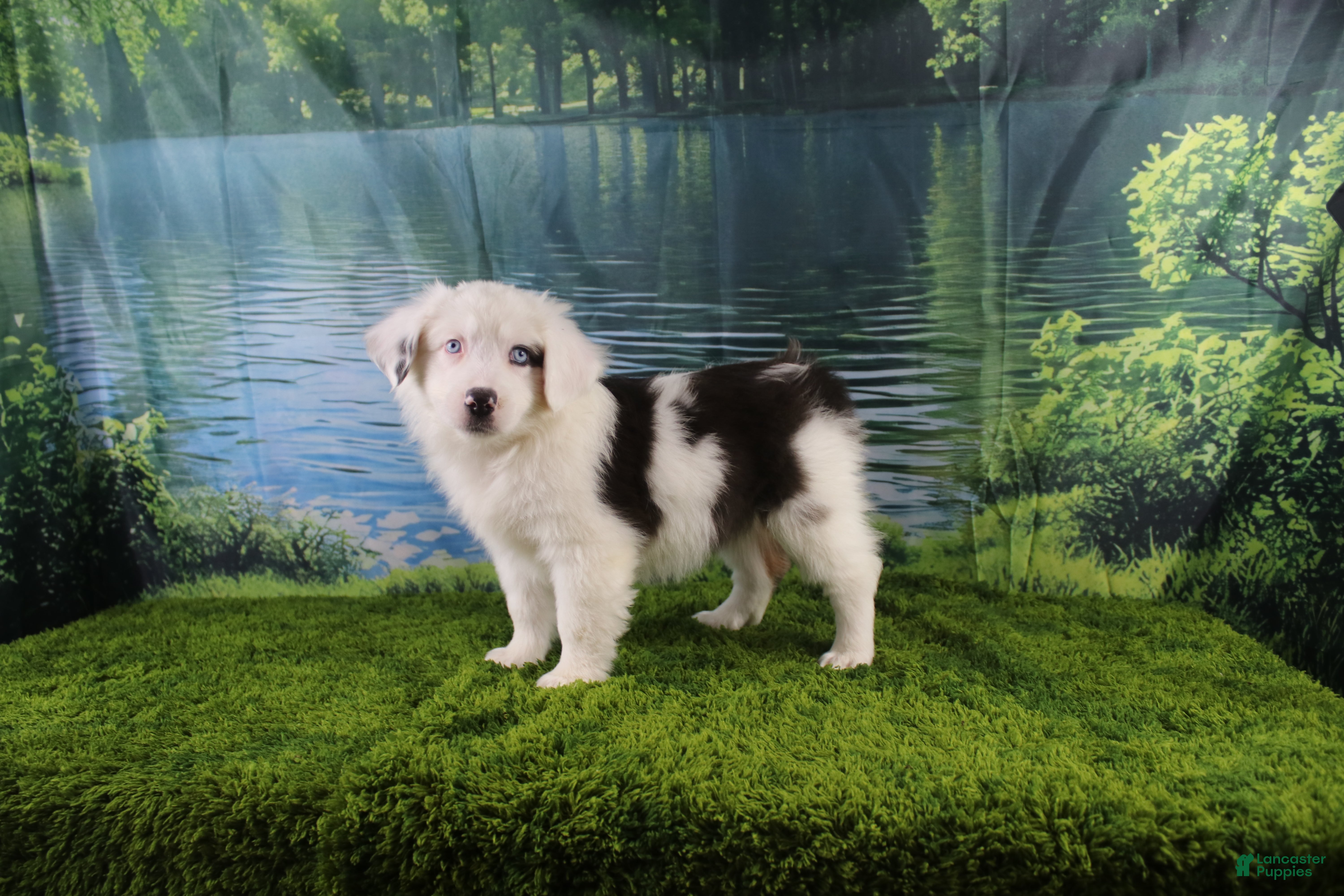 Miniature Australian Shepherd dogs Irene - Ad 26