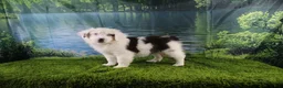 Miniature Australian Shepherd dogs for sale: Irene - Ad 1