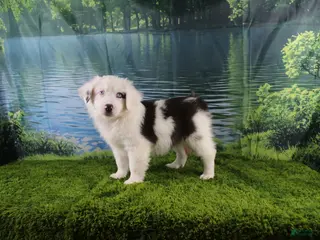 Miniature Australian Shepherd dogs Irene - Ad 28