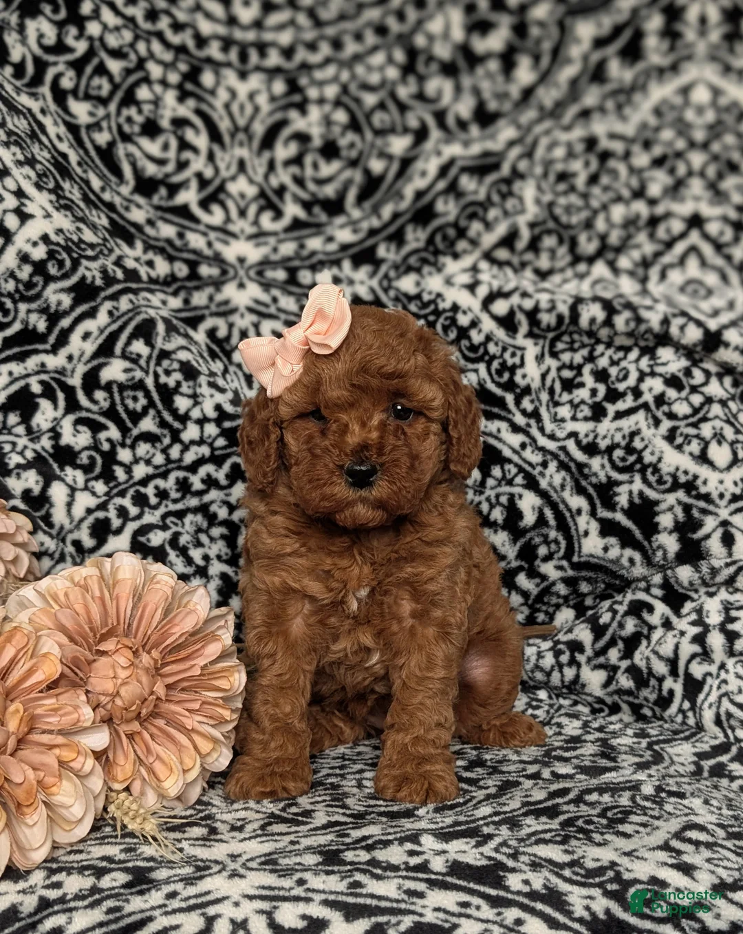 Miniature Poodle dogs for sale: Katrina - Ad 2