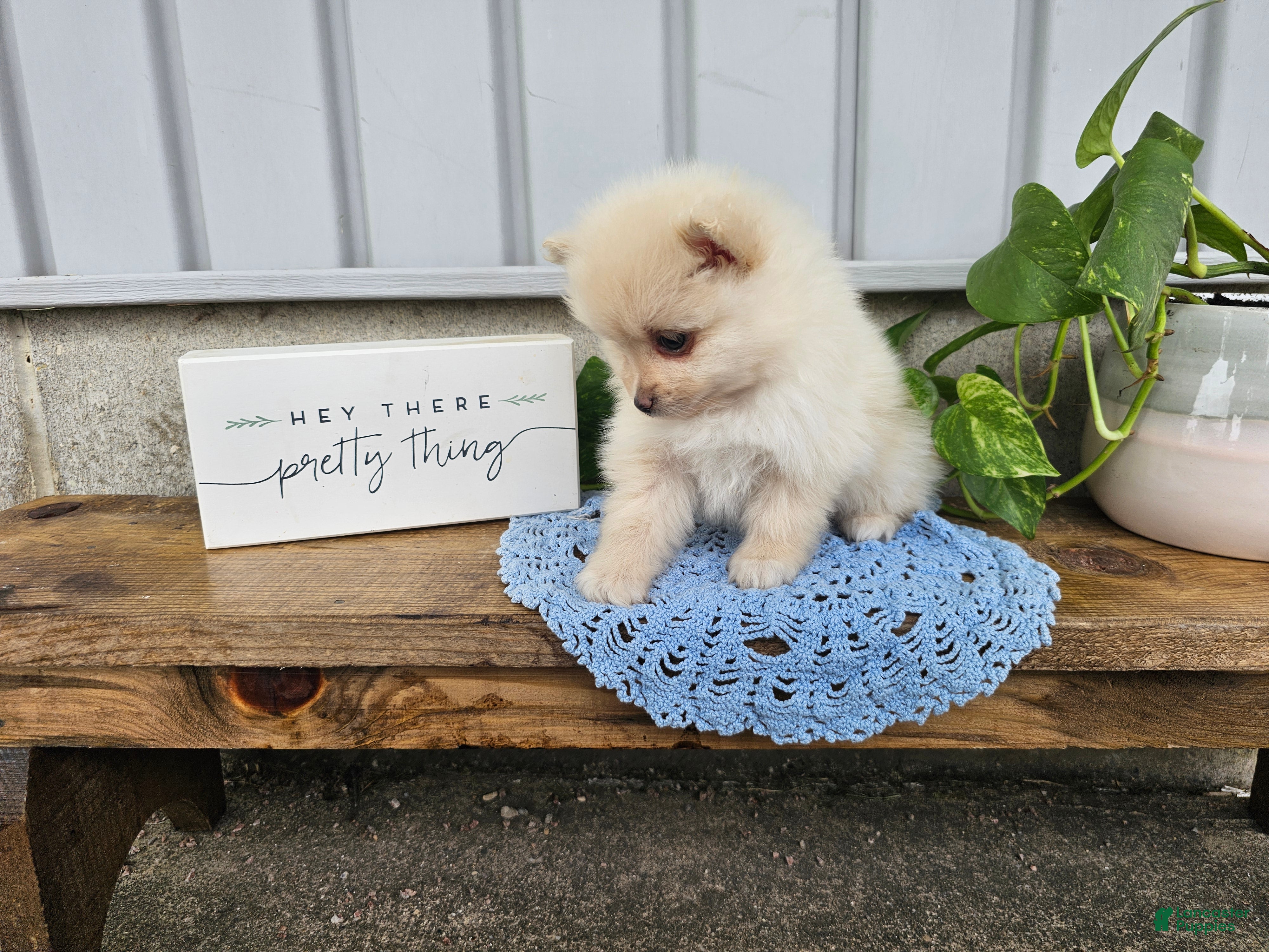 Pomeranian dogs Ivory - Ad 2