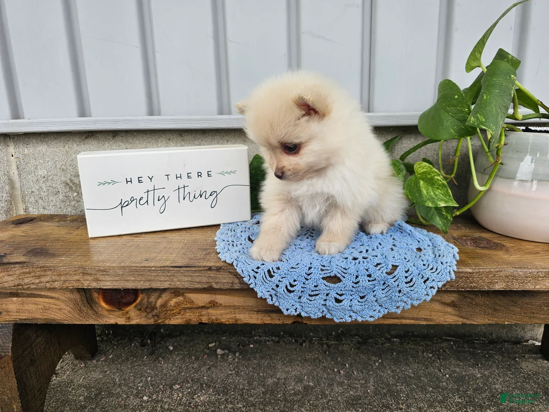 Pomeranian dogs for sale: Ivory - Ad 2