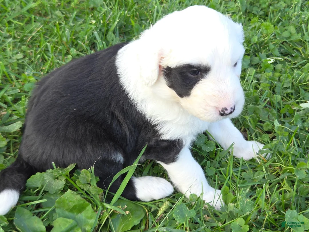 Sheepadoodle dogs for sale: Cole - Ad 1