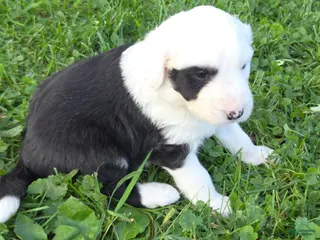 Sheepadoodle dogs Cole - Ad 15