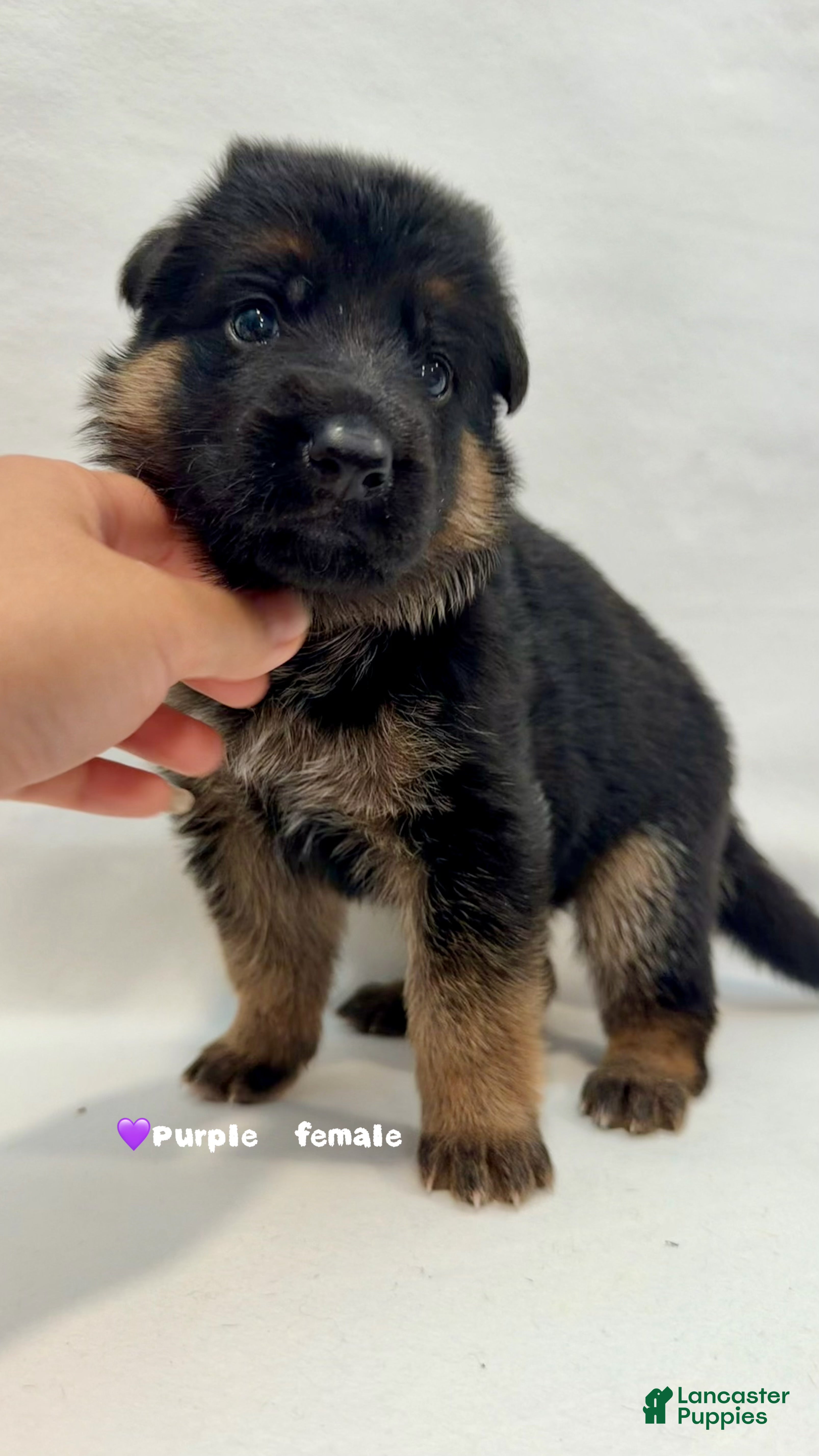 German Shepherd dogs for sale: purple - Ad 20
