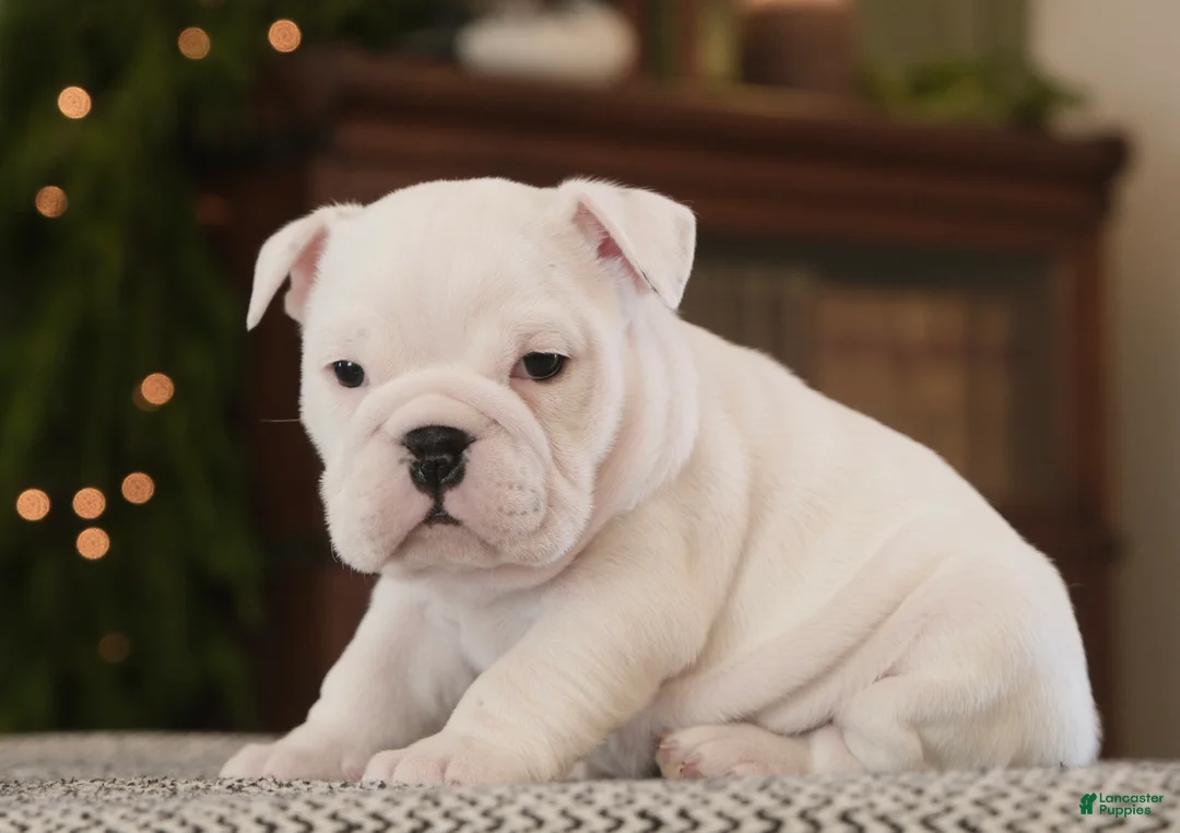 English Bulldog dogs for sale: Abby - Ad 2