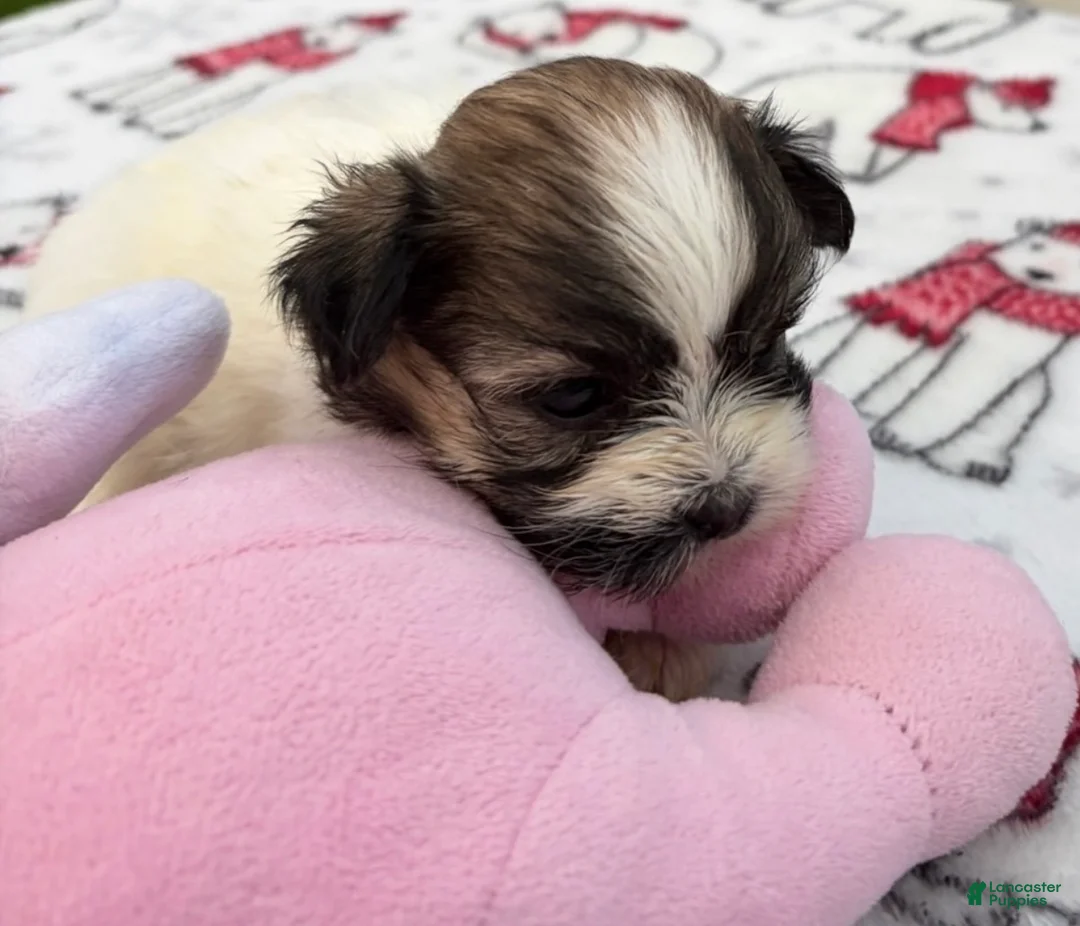 Teddy Bear dogs for sale: Ariel - Ad 3