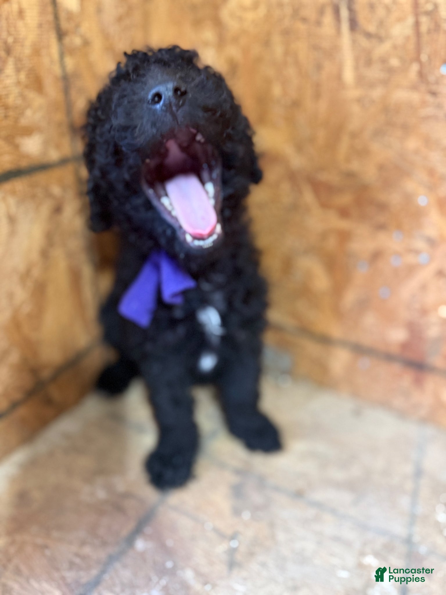 Standard Poodle dogs Purple girl - Ad 2