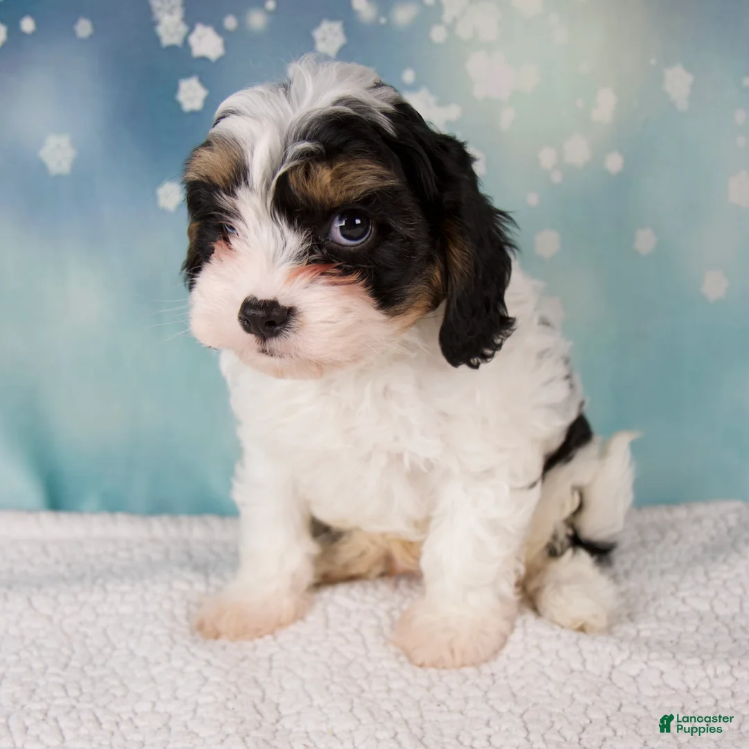 Cavapoo dogs for sale: Moose - Ad 6