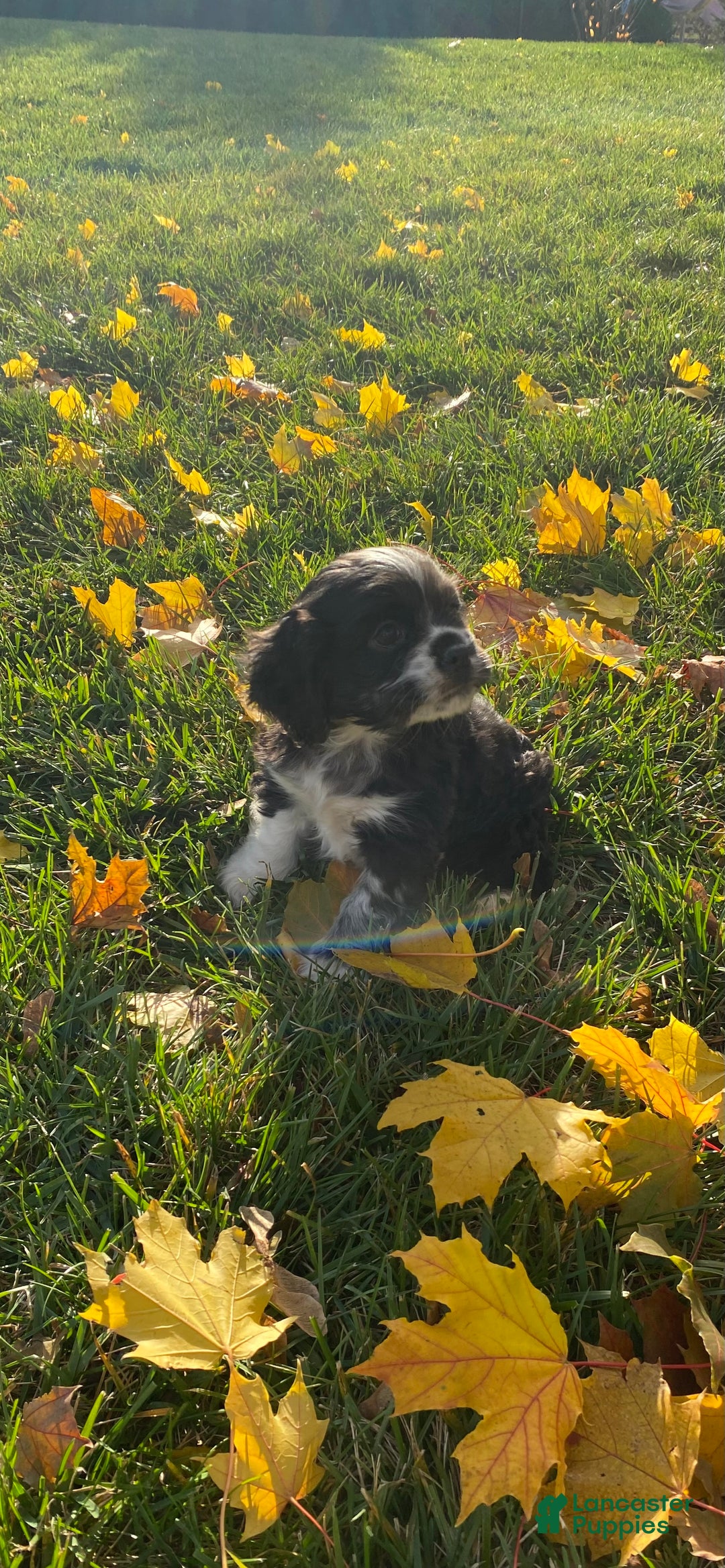 Cocker Spaniel dogs for sale: Oreo - Ad 4