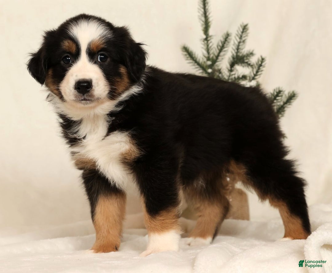 Miniature Australian Shepherd dogs for sale: Tammy - Ad 1