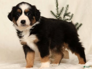 Miniature Australian Shepherd dogs Tammy - Ad 16