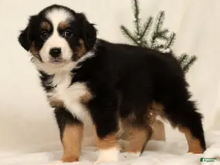 Miniature Australian Shepherd dogs Tammy - Ad 27