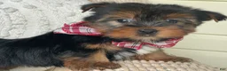 Yorkshire Terrier dogs for sale: Scooby - Ad 7
