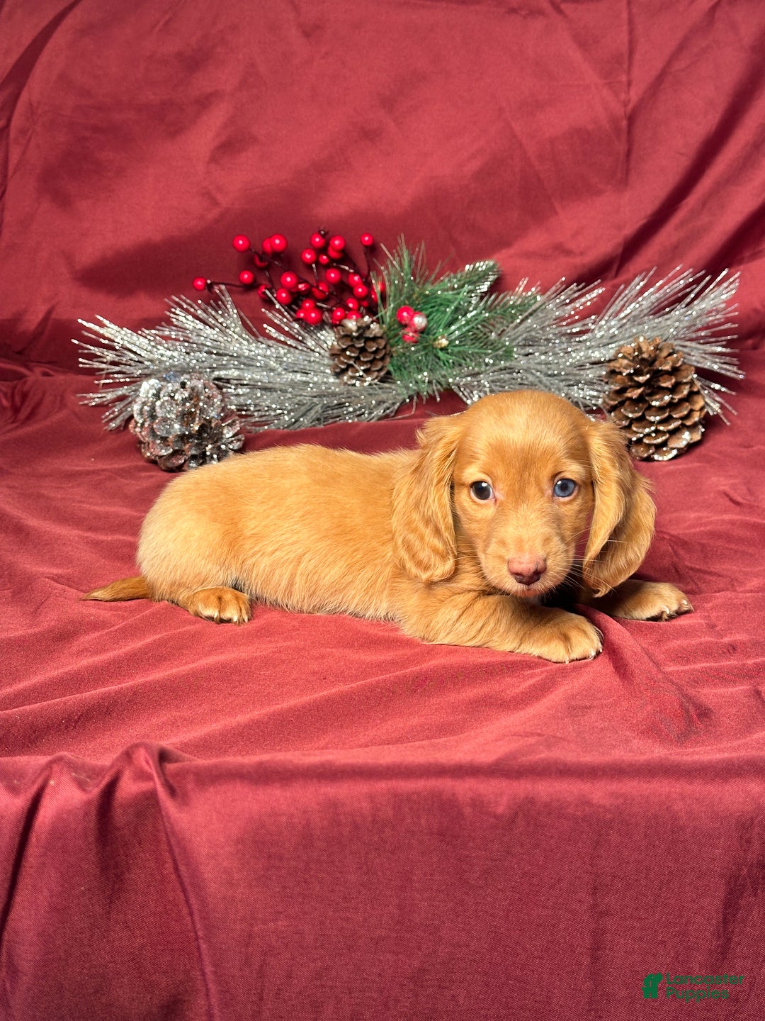 Miniature Dachshund dogs for sale: Oscar - Ad 5