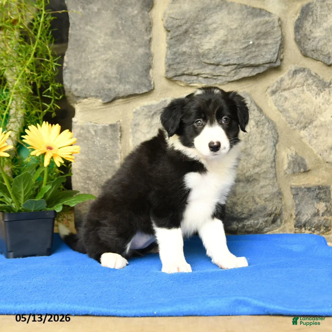 Border Collie dogs for sale: Katy - Ad 2