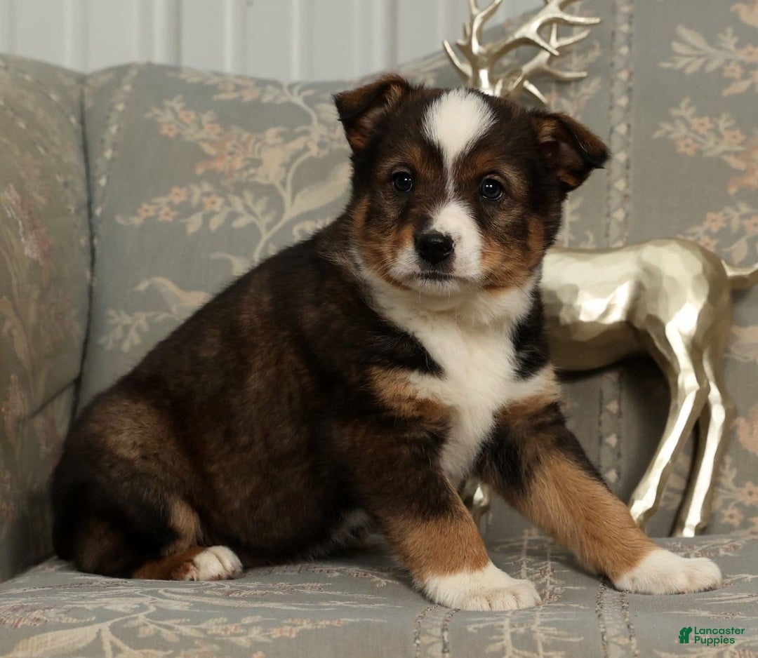 Australian Shepherd dogs for sale: Ace - Ad 2