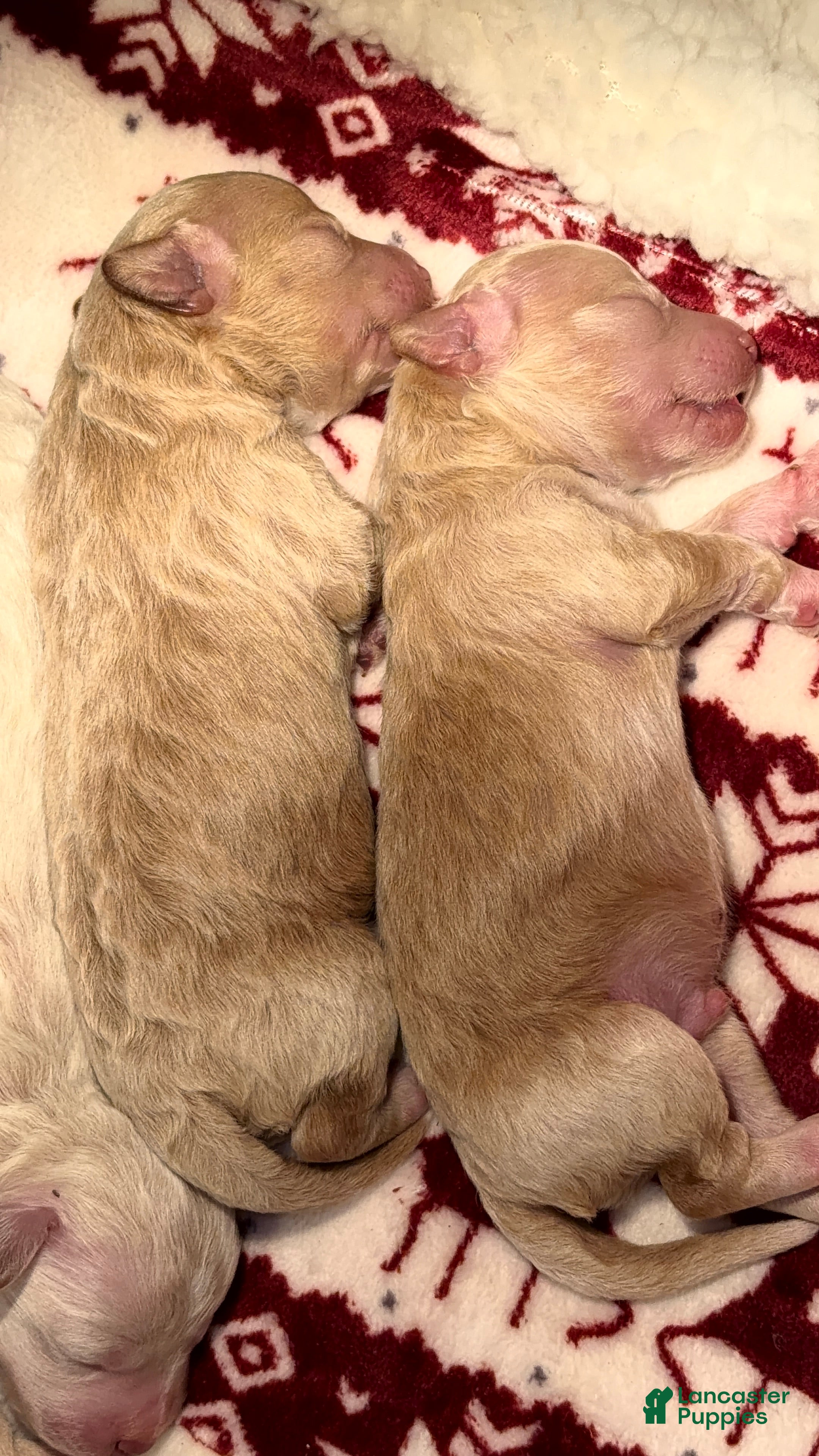 Bichpoo dogs Bichpoo Puppy 2 Michelle - Ad 38