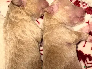 Bichpoo dogs for sale: Bichpoo Puppy 2 Michelle - Ad 4