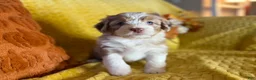 Mixed Breed dogs for sale: Marie - Ad 2