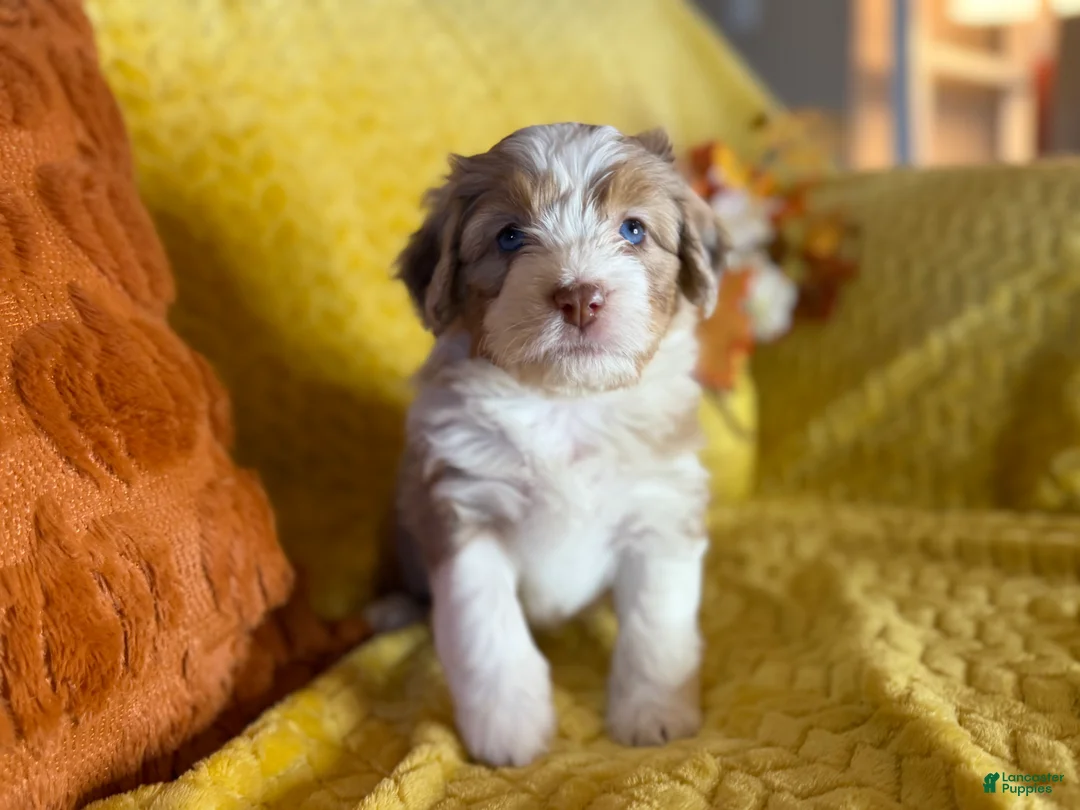 Mixed Breed dogs for sale: Marie - Ad 2