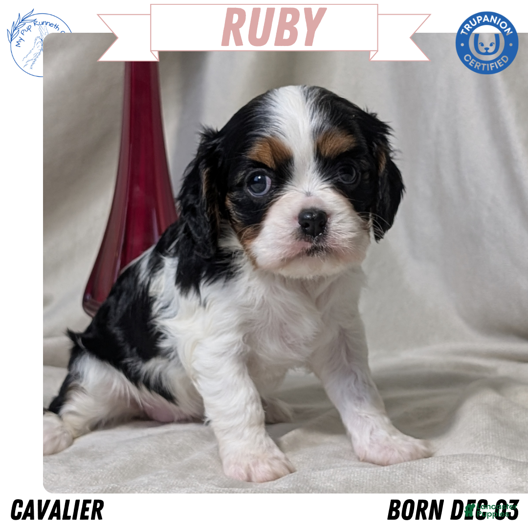 Cavalier King Charles Spaniel dogs for sale: Ruby - Ad 1
