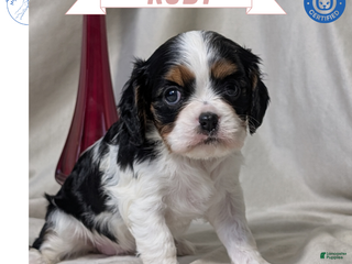 Cavalier King Charles Spaniel dogs Ruby - Ad 2