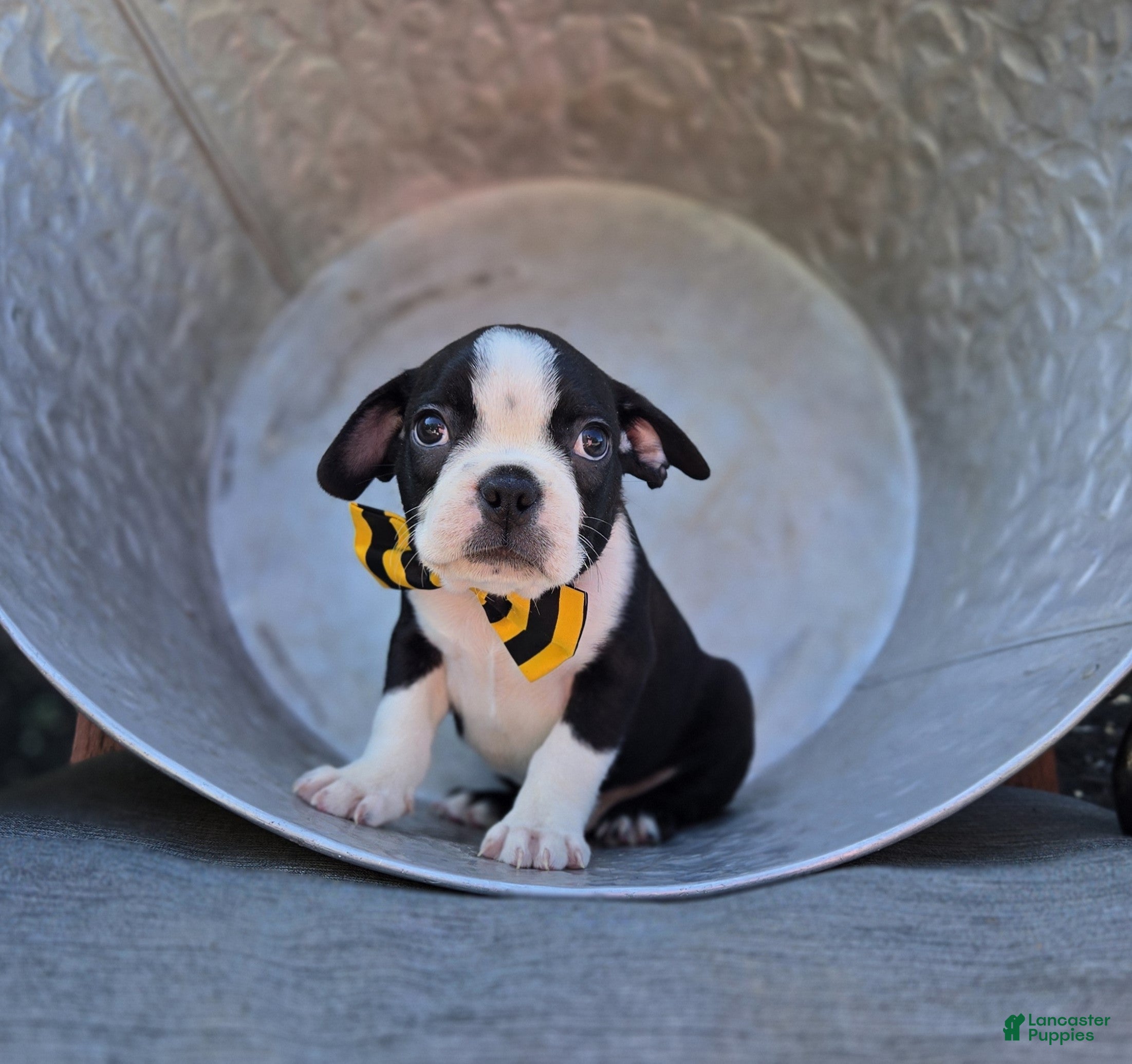 Boston Terrier dogs Dewey - Ad 1