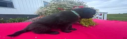Mixed Breed dogs for sale: Tosha - Ad 3