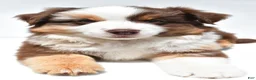 Miniature Australian Shepherd dogs for sale: Monica - Ad 6