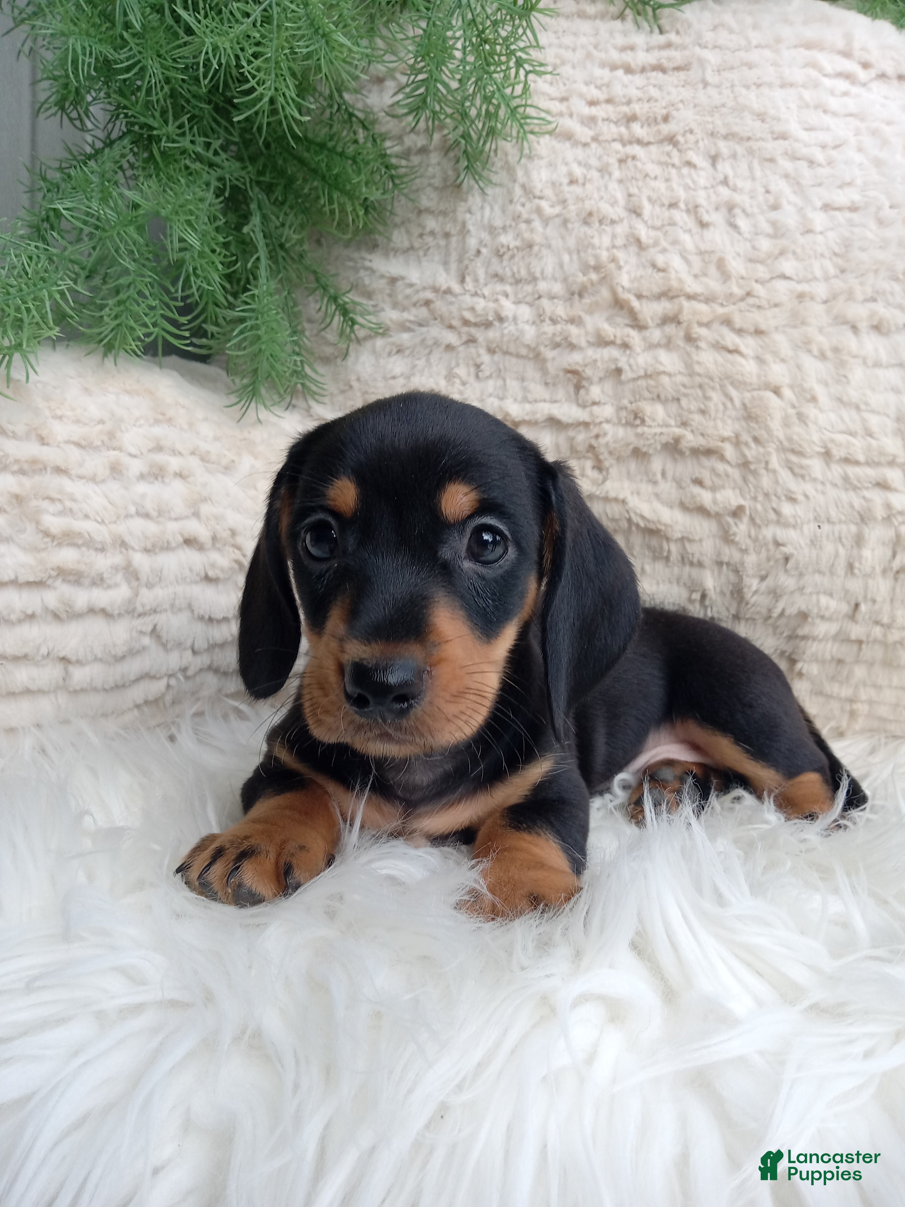 Dachshund dogs Roscoe  - Ad 2