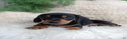 Dachshund dogs for sale: Roscoe  - Ad 2