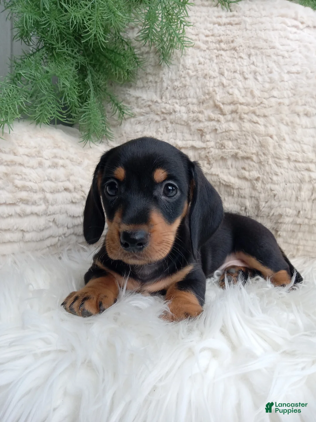 Dachshund dogs for sale: Roscoe  - Ad 2