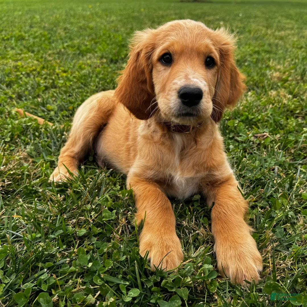 Mixed Breed dogs for sale: Teddy - Ad 1
