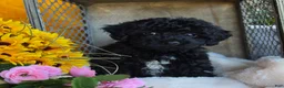 Toy Poodle dogs for sale: Cuddles - Ad 2