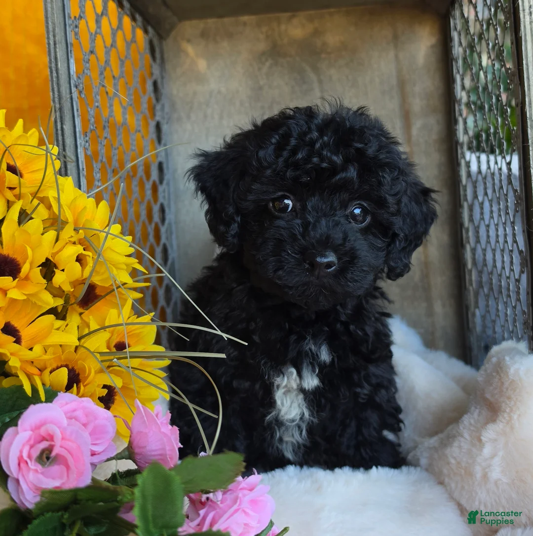 Toy Poodle dogs for sale: Cuddles - Ad 2