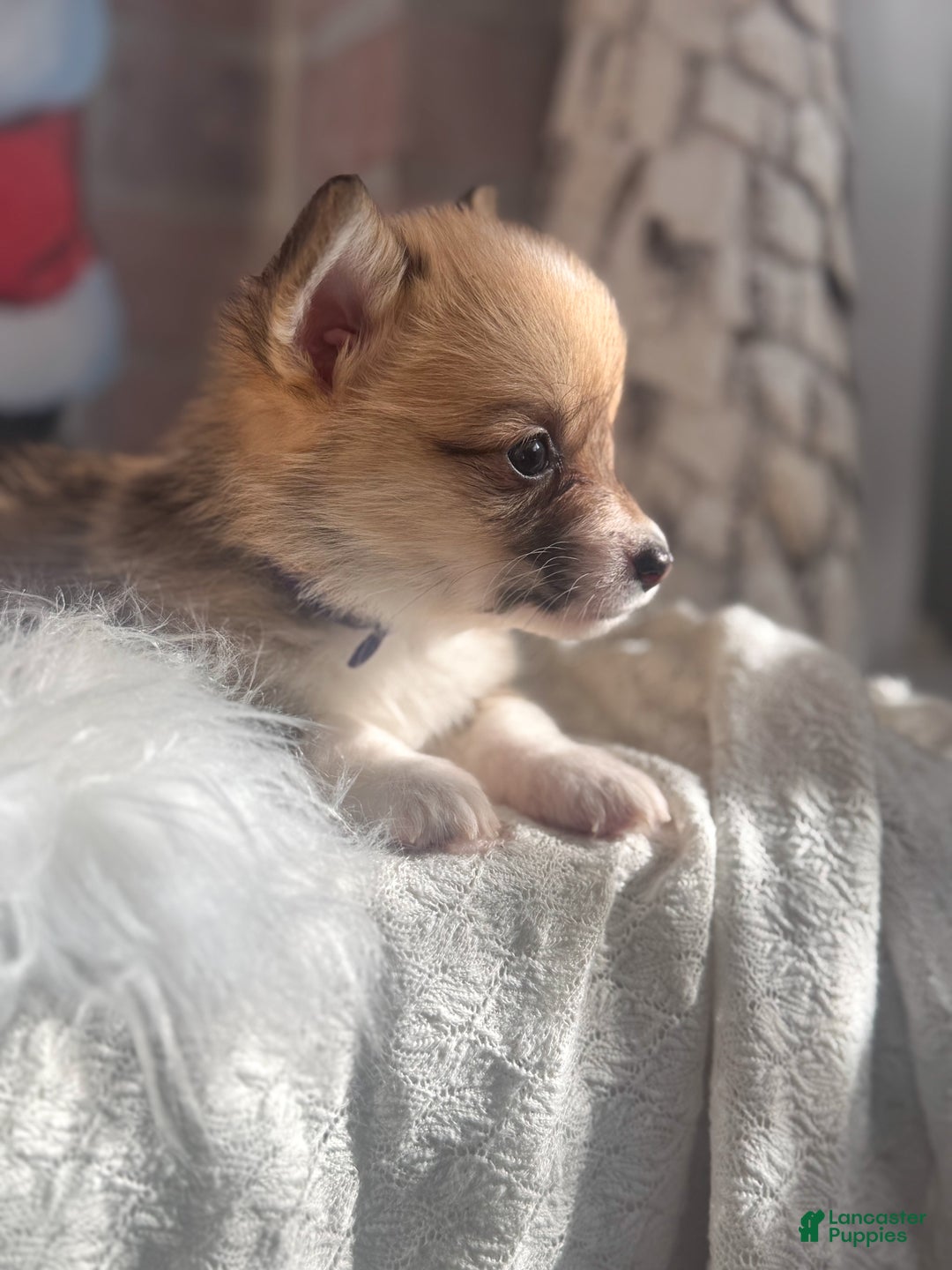 Welsh Corgi Pembroke dogs for sale: Cookie “Minnie” - Ad 2