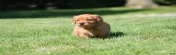 Golden Retriever dogs for sale: Frankie - Ad 7