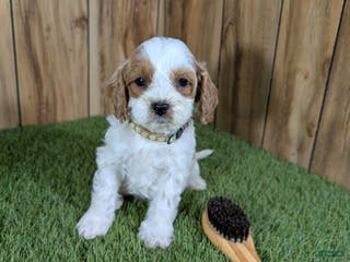 Cavapoo dogs Milly Boy 3 - Ad 13