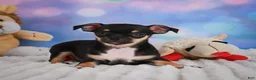 Chihuahua dogs for sale: Charlie - Ad 9