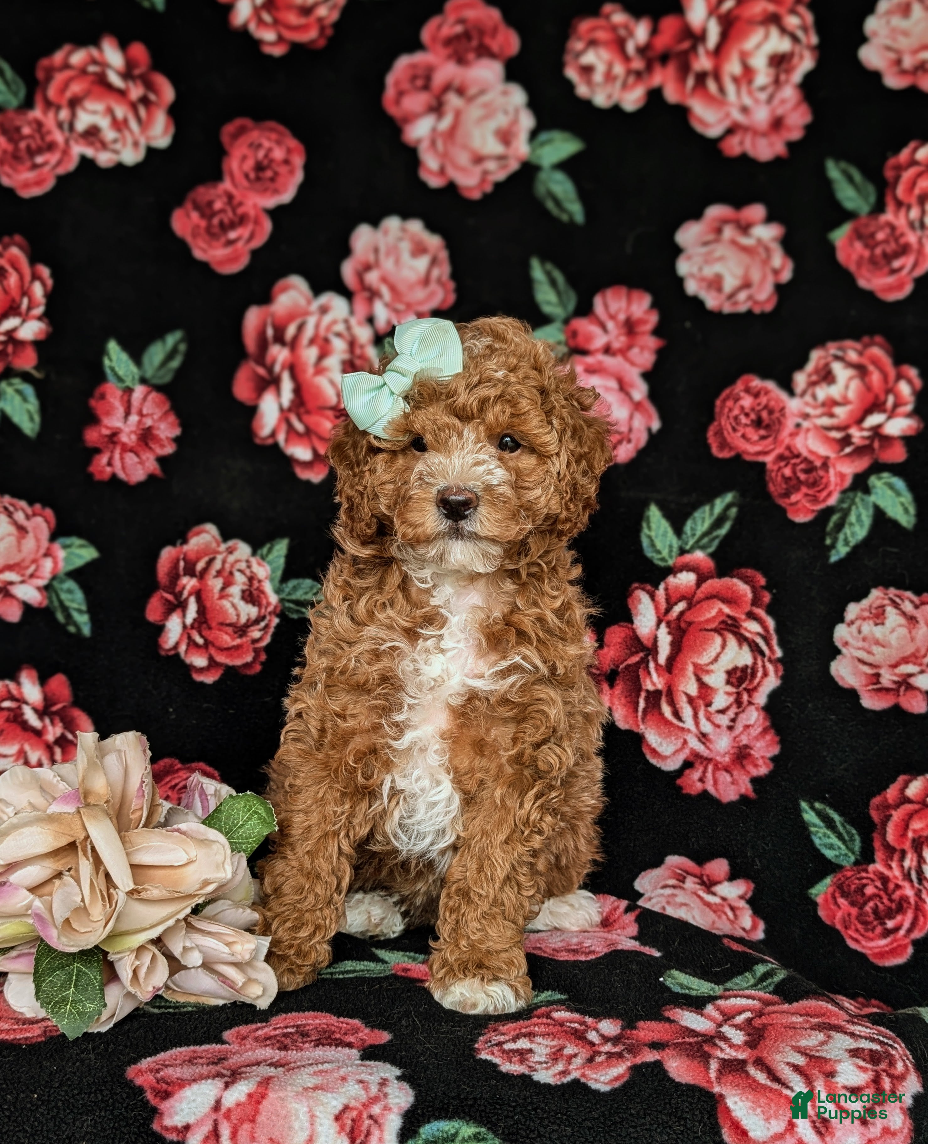 Miniature Poodle dogs for sale: Penny - Ad 1