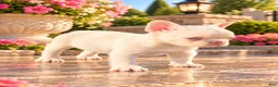 French Bulldog dogs for sale: Pink Cyrus - Ad 4