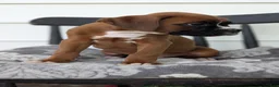 Boxer dogs for sale: Kai - Ad 6