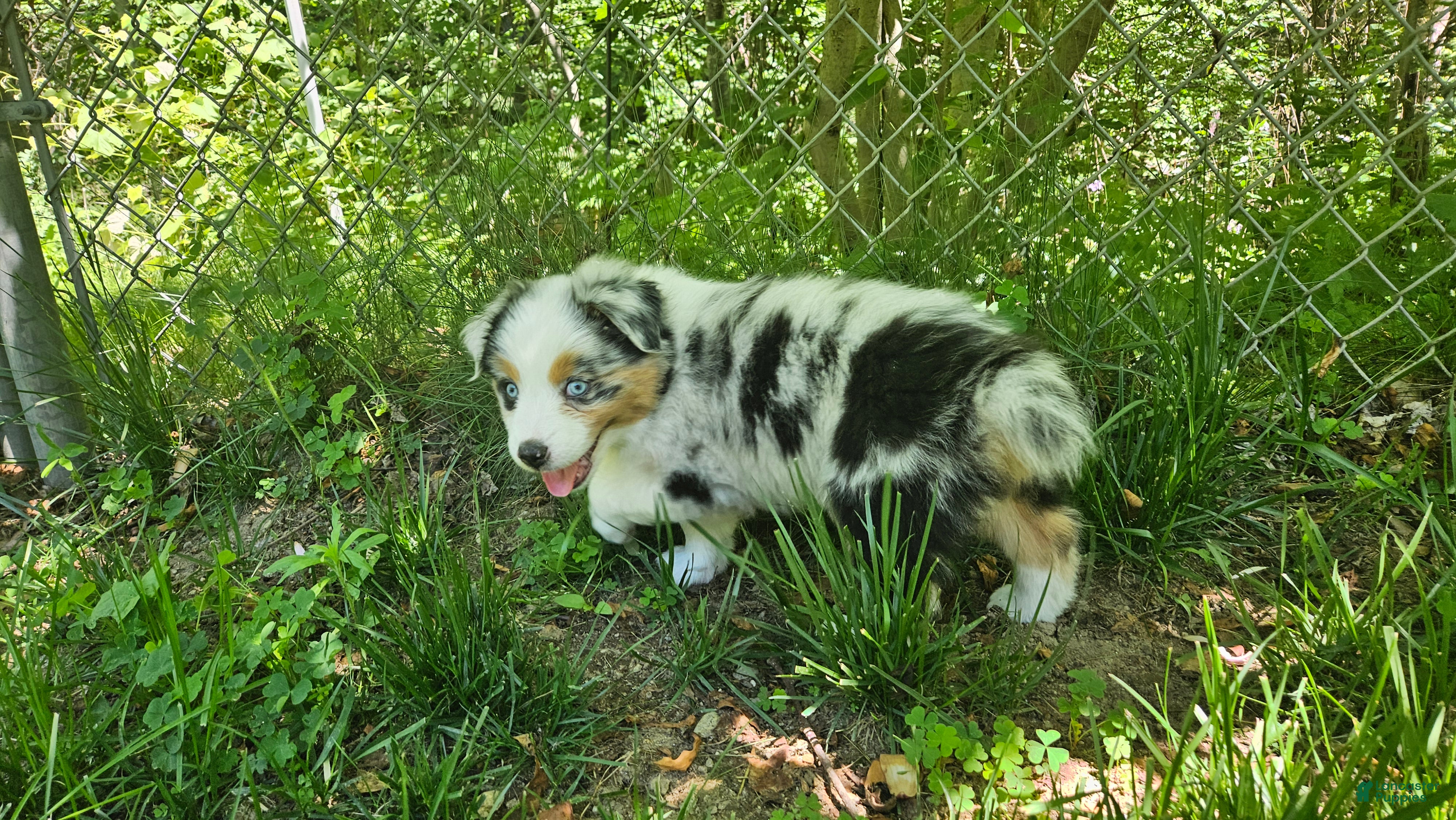 Australian Shepherd dogs Meadow - Ad 18
