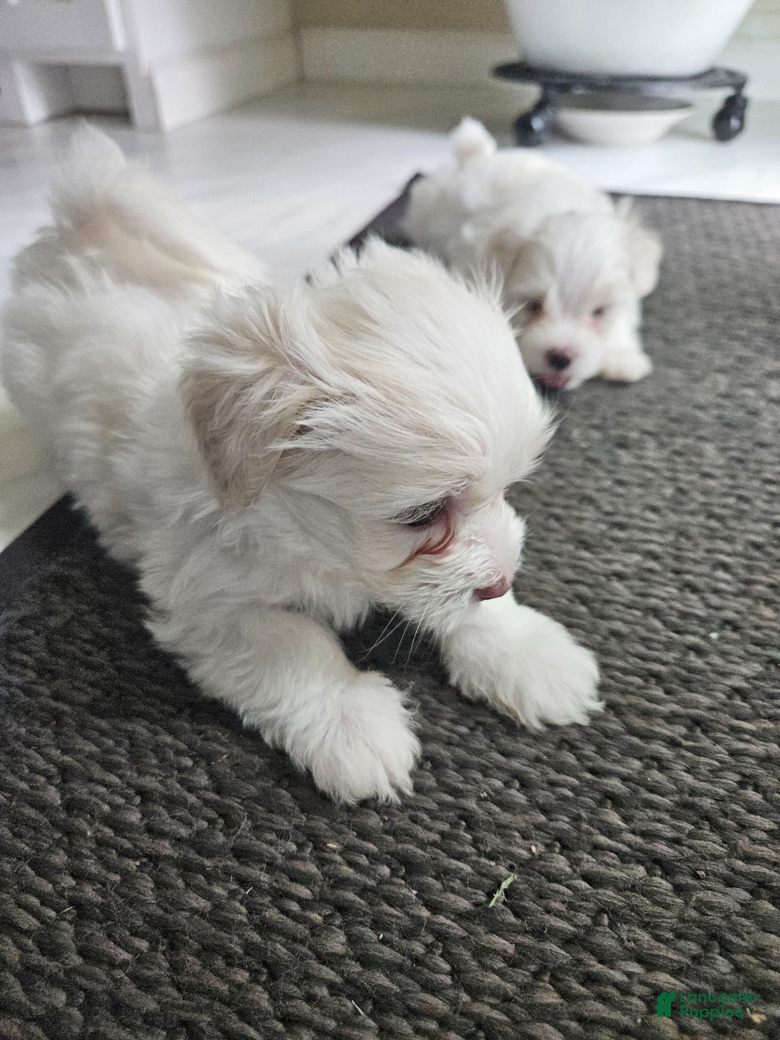 Maltese dogs Maltese Puppy 2 - Ad 11
