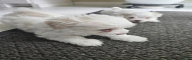 Maltese Puppy 2